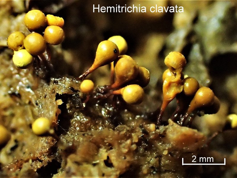 Hemitrichia clavata-amf2017.jpg - Hemitrichia clavata ; Syn1: Trichia clavata ; Syn2: Arcyria clavata ; Nom français: Hémitrichie clavée
